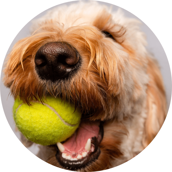 Your Brain With A Tennis Ball Circle