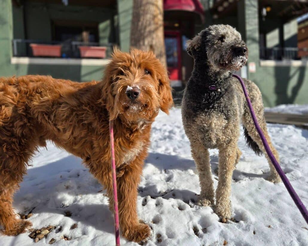 Pups In The Snow 1030x823